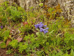 Dracocephalum grandiflorum