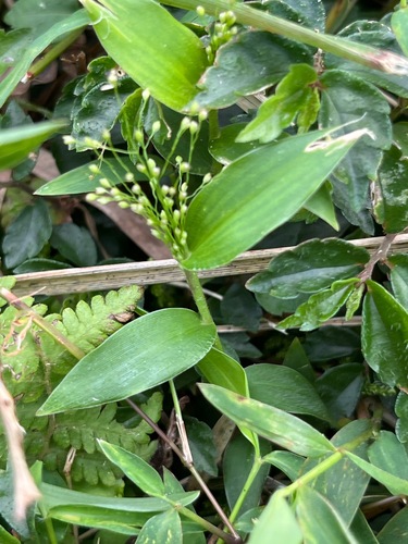 Isachne nipponensis iNat (1)