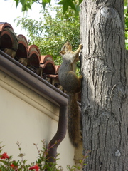 Sciurus niger