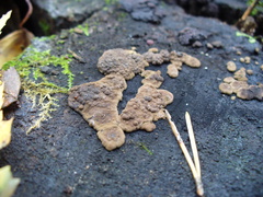 Jackrogersella multiformis image