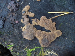 Jackrogersella multiformis image