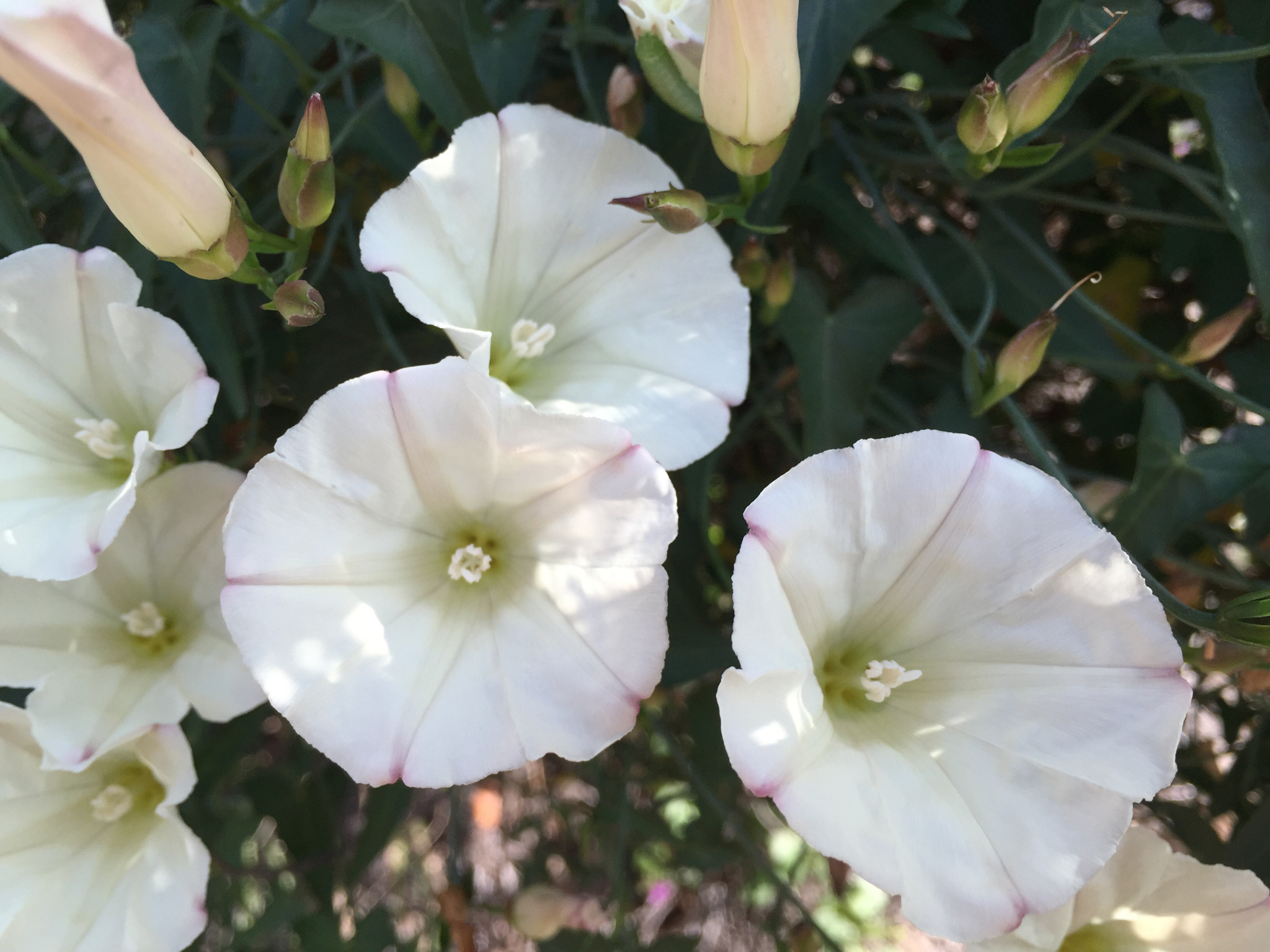 Calystegia macrostegia
