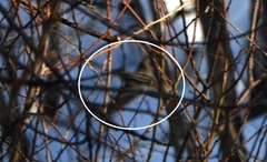 Gallinago solitaria