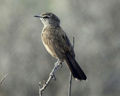Cercotrichas coryphoeus