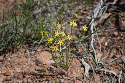 Image of Linum neomexicanum by (c) William Harmon, some rights reserved (CC BY)