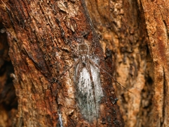 Tamopsis fickerti