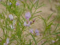 Astragalus arenarius