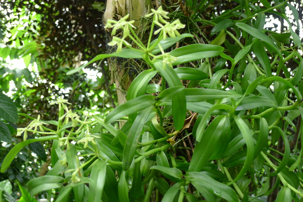 Epidendrum rigidum