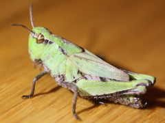 Chimarocephala pacifica