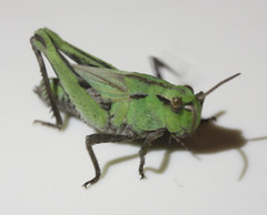 Chimarocephala pacifica