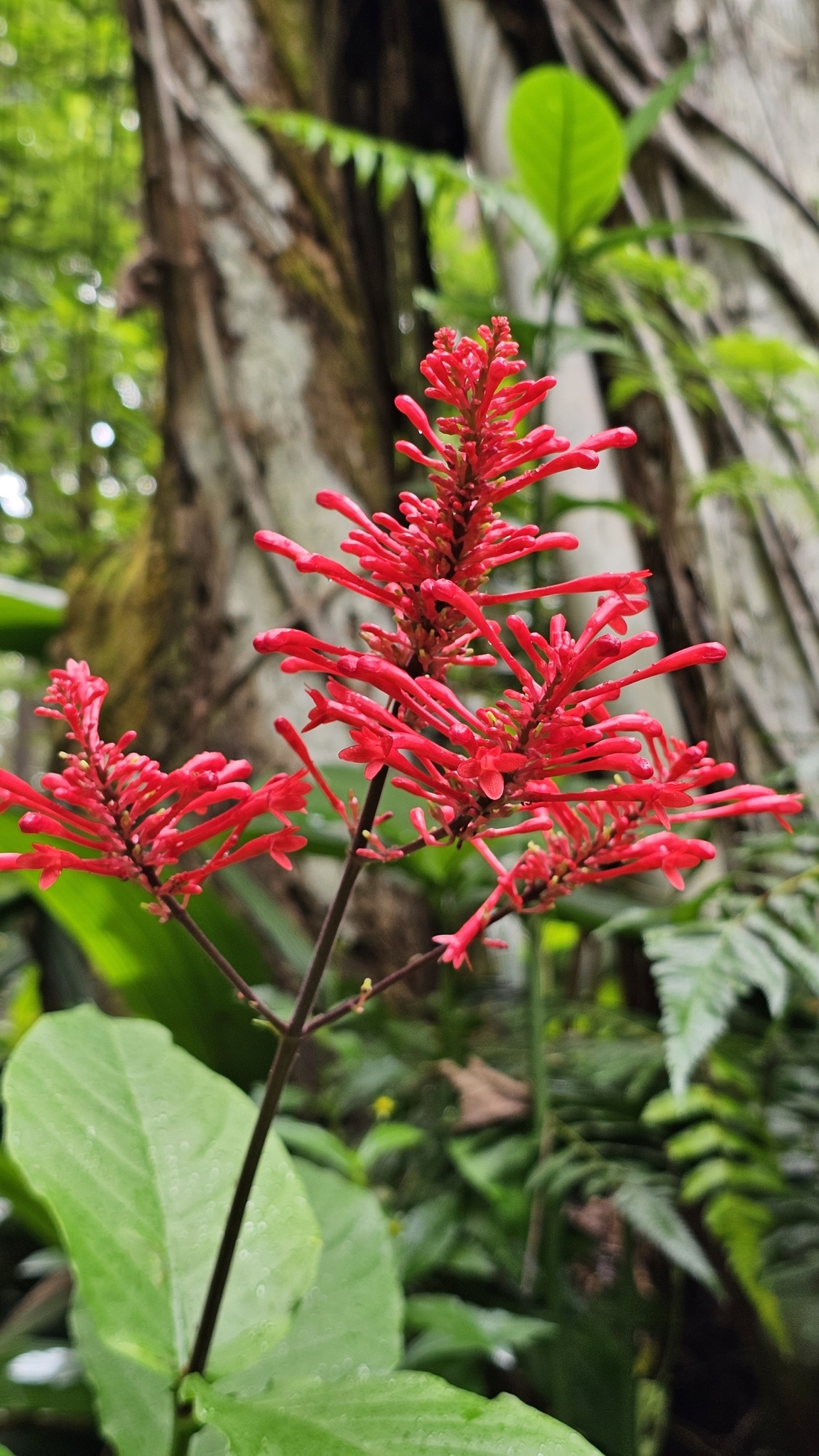 Odontonema cuspidatum