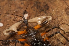 Amulius