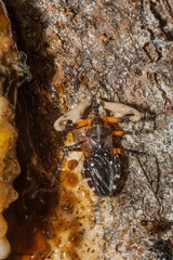 Amulius