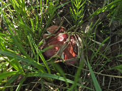 Russula exalbicans