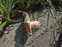 Russula exalbicans