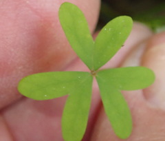 Oxalis stellata