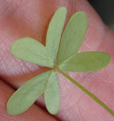 Oxalis stellata