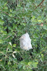 Palystes superciliosus