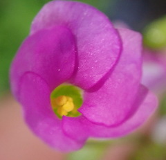 Oxalis stellata