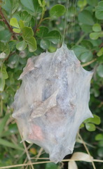 Palystes superciliosus