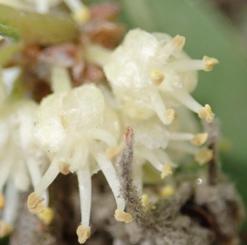 Image of Lachnostylis hirta by (c) Nicola van Berkel, some rights reserved (CC BY-SA)