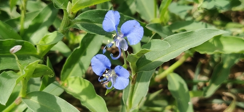 Image of Commelina forskaolii by (c) T R Shankar Raman, some rights reserved (CC BY)