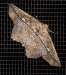Polyacme dissimilis
