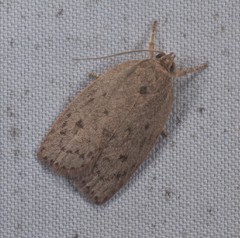 Prionocris protoxantha