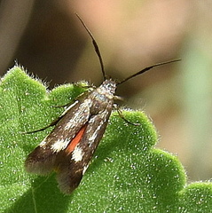Eretmocera