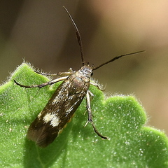 Eretmocera