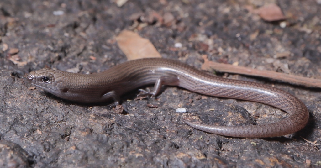 Mount Elliot Mulch-Skink