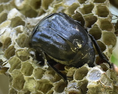 Oplostomus fuligineus