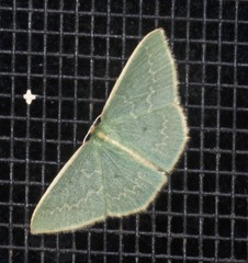 Chlorocoma melocrossa