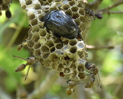 Ropalidia nigrofemorata