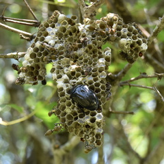 Ropalidia nigrofemorata