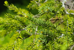 Picea glehnii
