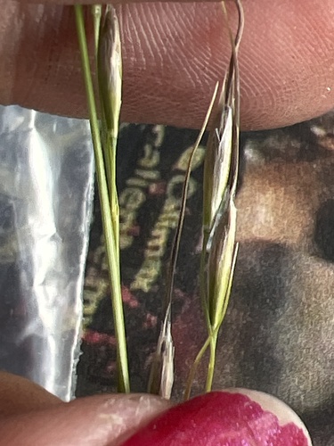 Piptochaetium virescens