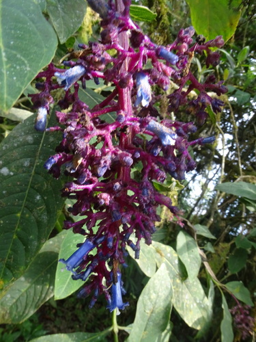 Palicourea amethystina, photograph 4