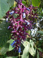Palicourea amethystina, photograph (c) biped_cub, some rights reserved (CC BY)