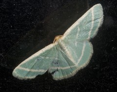 Mixocera latilineata