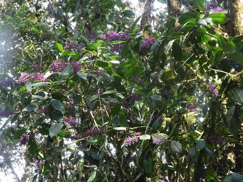 Palicourea amethystina, photograph 3