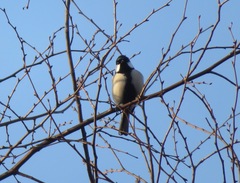 Parus minor