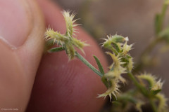 Pectocarya recurvata