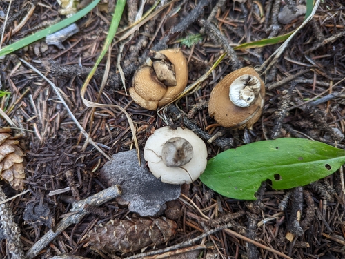 Geastrum fimbriatum