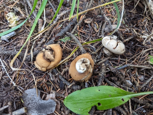 Geastrum fimbriatum (Photo 2 of 4)