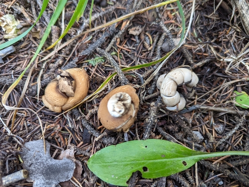 Geastrum fimbriatum (Photo 3 of 4)
