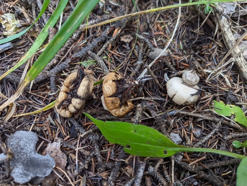 Geastrum fimbriatum (Photo 4 of 4)