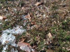 Calluna vulgaris