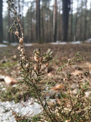 Calluna vulgaris