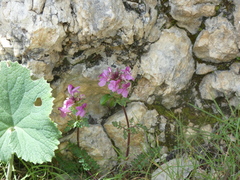 Pedicularis rostratocapitata
